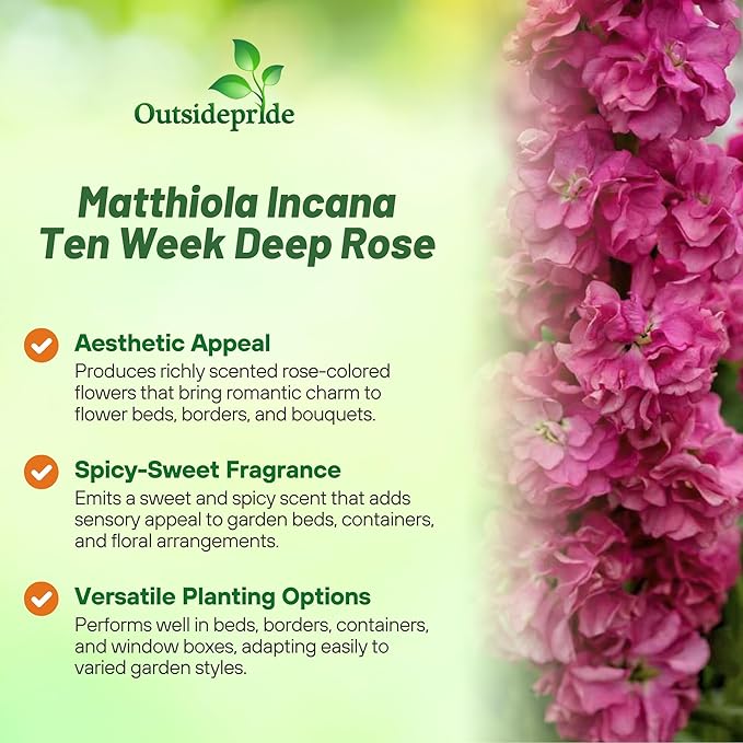 Outsidepride Ten Week Deep Rose Mattiola Stock Seeds - 1000 Pcs Annual Flower Seeds for Planting with Fragrant Blooms that Attract Pollinators, Compact Growth, for Cut Flower Arrangements & Containers