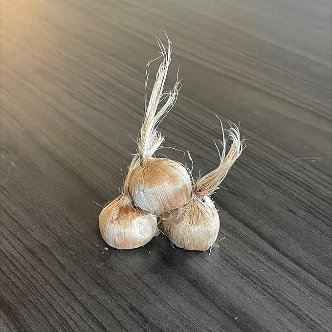 Saffron Crocus Flower Bulbs - Huge Bulbs, 9/10cm Each! Grow The World's Most Expensive Spice - Saffron Bulbs - Crocus Sativus (20)