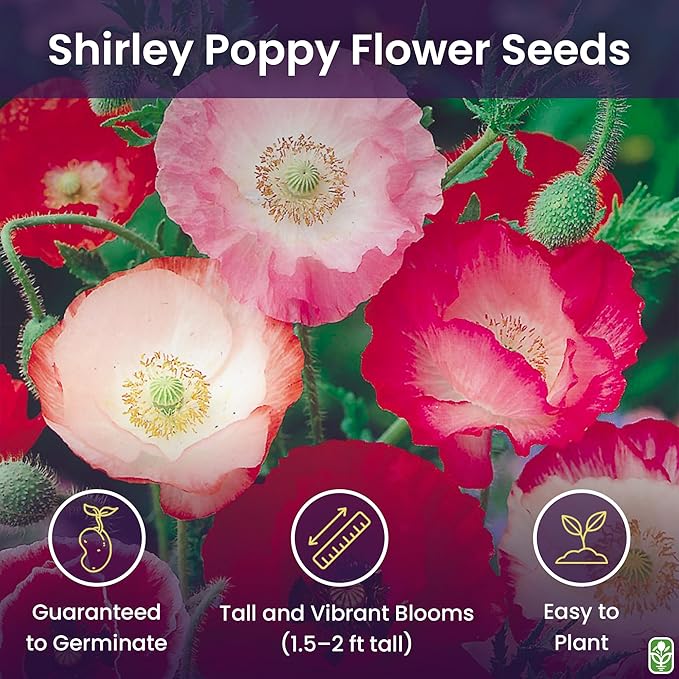 50,000 Shirley Poppies Seeds: Pastel Poppy Seeds