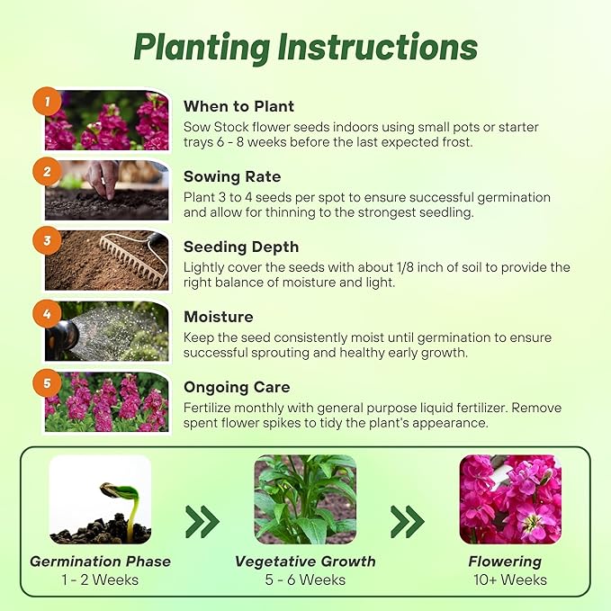 Outsidepride Ten Week Deep Rose Mattiola Stock Seeds - 1000 Pcs Annual Flower Seeds for Planting with Fragrant Blooms that Attract Pollinators, Compact Growth, for Cut Flower Arrangements & Containers