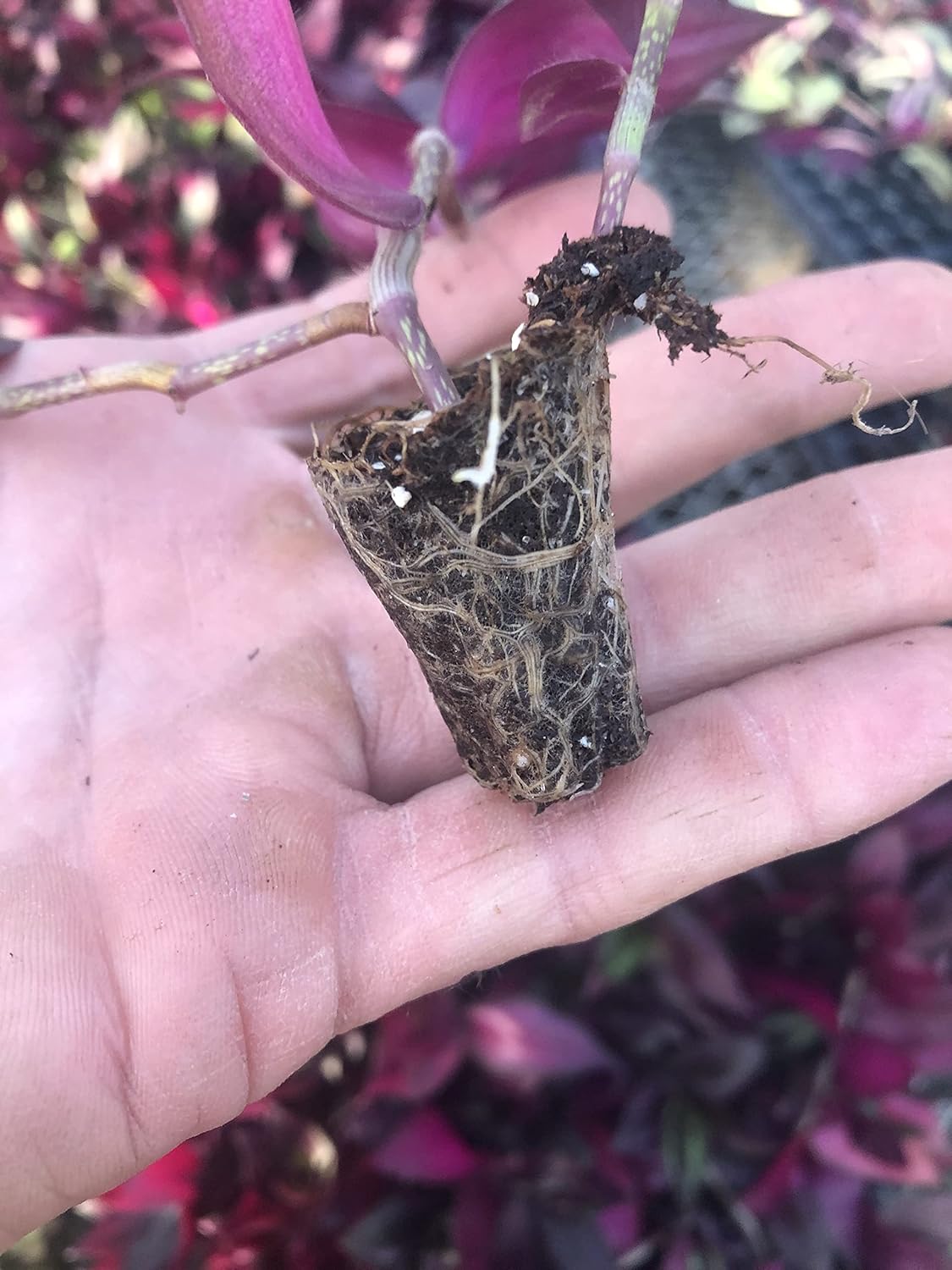 Tradescantia Zebrina ~ 20 Rooted cuttings ~ Red Gem ~ Rare Wandering Jew (20 Pieces)