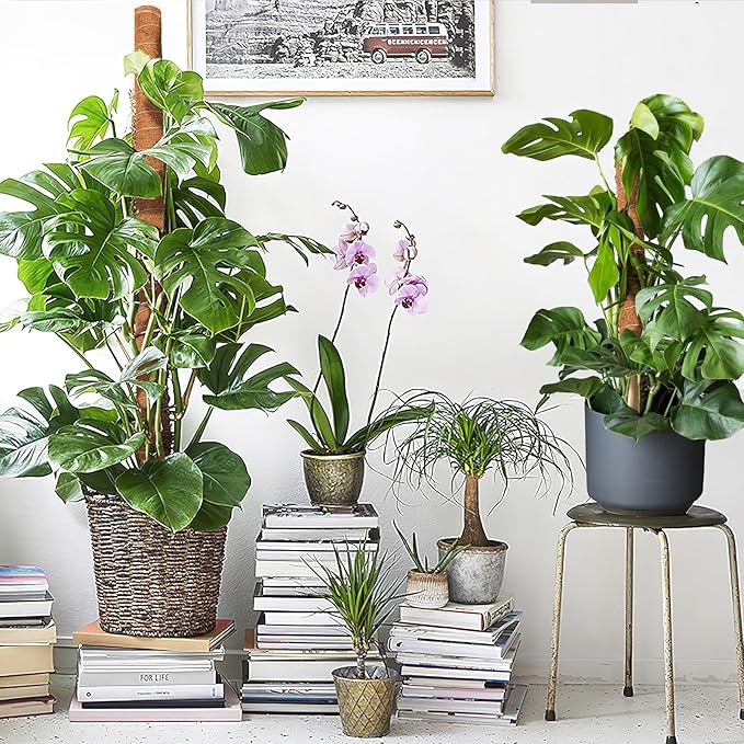 Augshy 34 Inch Moss Pole, 2 Pack 19.5 Inch Moss Poles for Climbing Plants Monstera, Moss Sticks for Indoor Plant Support Plant Stakes for Indoor Climbing Plants Grow Upwards with Garden Ties