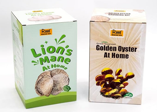 Two Mushroom Grow Kits, 3Lb Each (Golden Oyster & Lion's Mane)