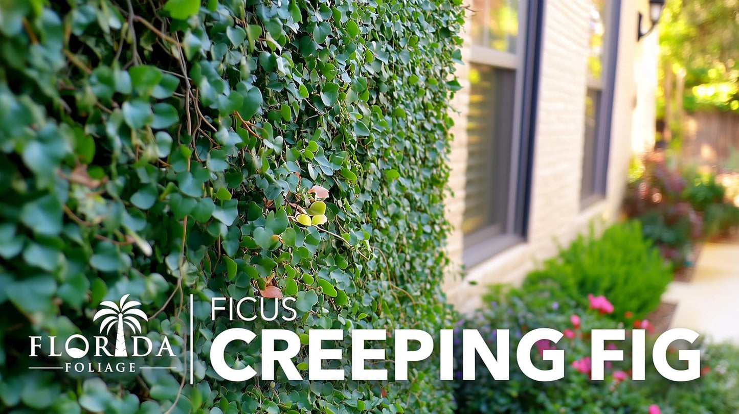 Creeping Fig Vine | 20 Live Plants | Ficus Pumila | Fast-Growing Ground Cover | Evergreen Climbing Vine for Walls & Trellises