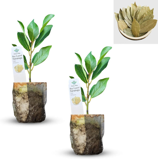 Mediterranean Bay Leaf, Bay Laurel Live Plant. Saratoga Variety - Laurus Nobilis. Live Plant. Fragrant, Fresh, Edible. Best for Pot Planting and Indoor. Mild Flavor. (2 Saratoga Plants in Sac)