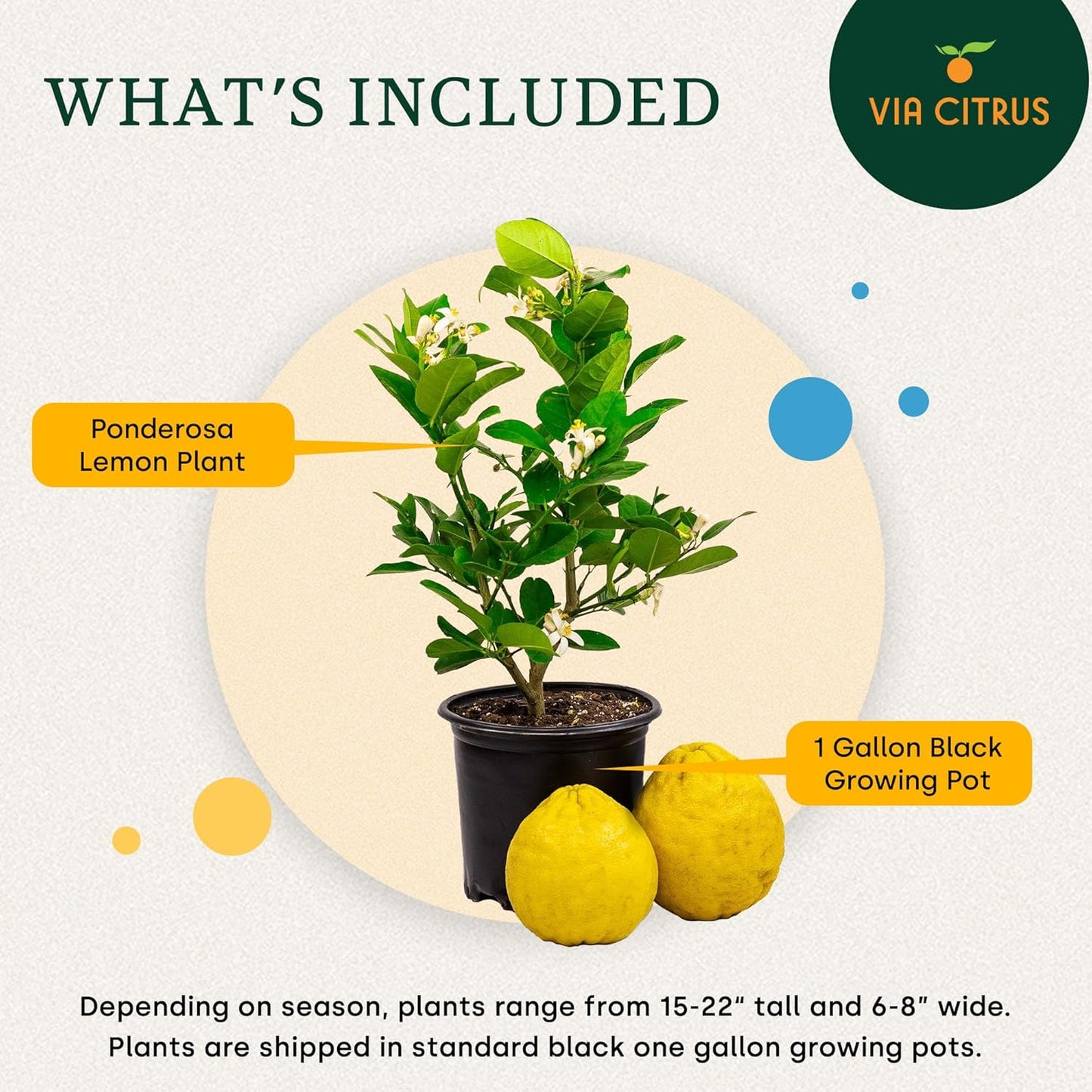 Ponderosa Lemon Patio Fruit Trees Live Plants 12-22" Tall - Dwarf Fruit Trees Live Plants Outdoor, Small Lemon Tree Cannot Ship: CA,AZ,TX,LA - Real Indoor Tree, Citrus Pot for Planting by Via Citrus