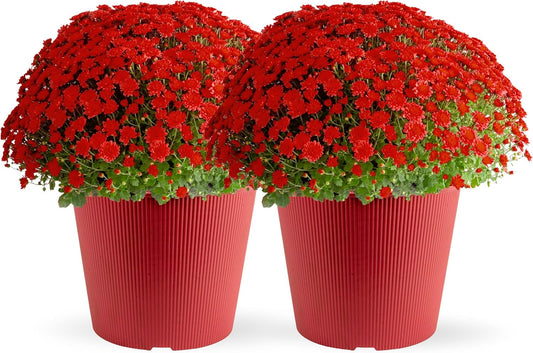 Costa Farms Live Plants – Fall Mums 2-Pack (Red) in Color Pots | 3 Qt. Seasonal Houseplants & Outdoor Flowers for Porch, Patio, or Garden | Ships in Bud Form for Longer Bloom