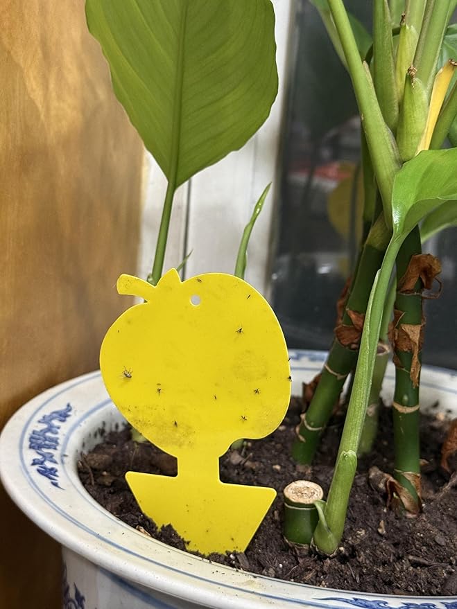 Fruit Fly & Fungus Gnat Traps 40 Pack – Yellow Sticky Gnat Traps for House Indoor & Outdoor Plants, Non-Toxic and Odorless Insect Bug Catcher