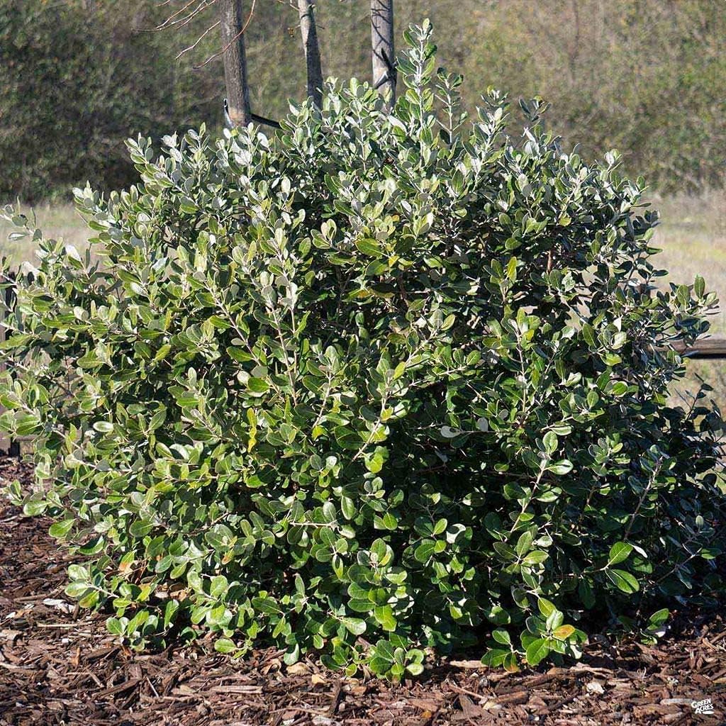 Pineapple Guava Plant - 5 Live 4 Inch Plants - Feijoa Sellowiana - Edible Flowers and Fruit