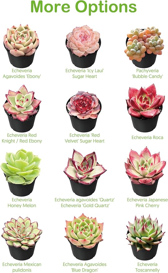 2" Live Succulent 'Baby Toes', Rare Succulent Plants Fully Rooted in Pots, Unique House Plant for DIY, Party Favor, Home Office Decoration