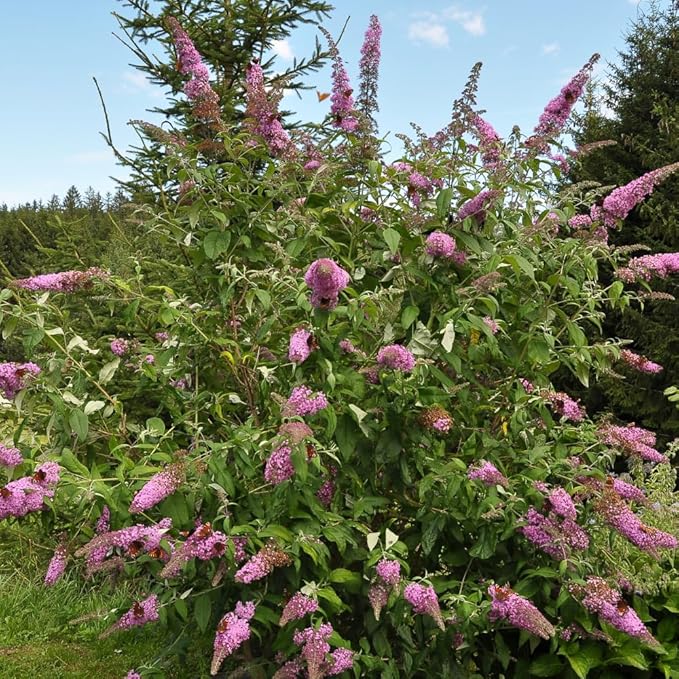 TriStar Plants - Pink Butterfly Bush, 1 Gallon Trade Pot - 1'ft Tall - Established Potted Plant, Buddleja - Fast Growing, Attracts Pollinators (Pink)