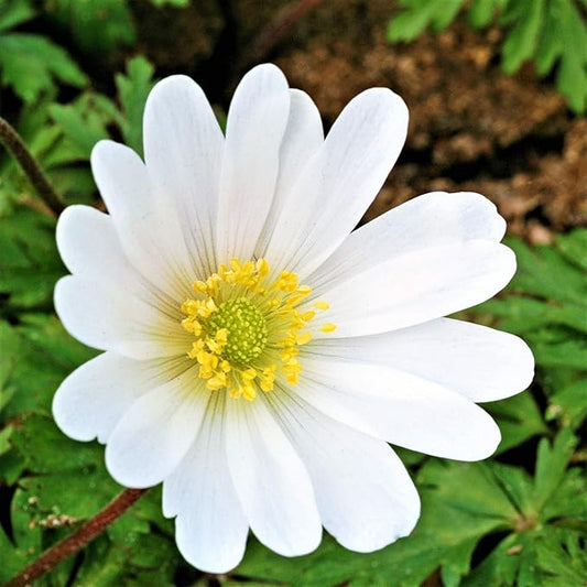 Easy to Grow Anemone Blanda 'White' Plant Bulbs (20 Pack) - White Flowering Blooms in Spring or Fall Gardens