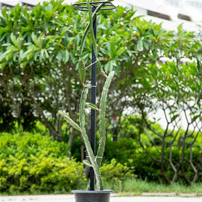 63" Metal Dragon Fruit Trellis – Durable Outdoor Garden Support for Climbing Plants, Easy Assembly Vertical Structure, Ideal for Dragon Fruit Growers