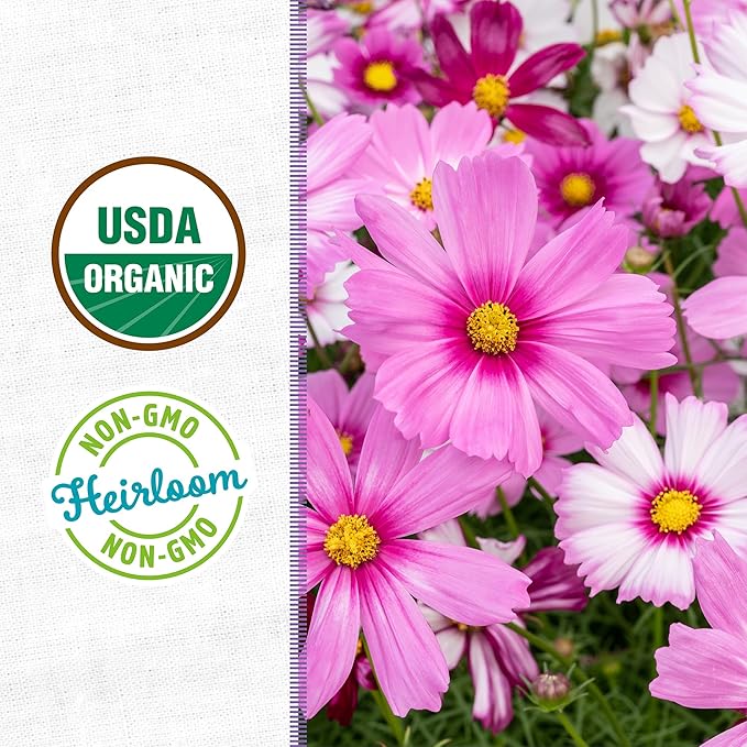 Back to the Roots Organic Cosmos Flower Grow Kit with Plantable Starting Pot Soil and Seeds