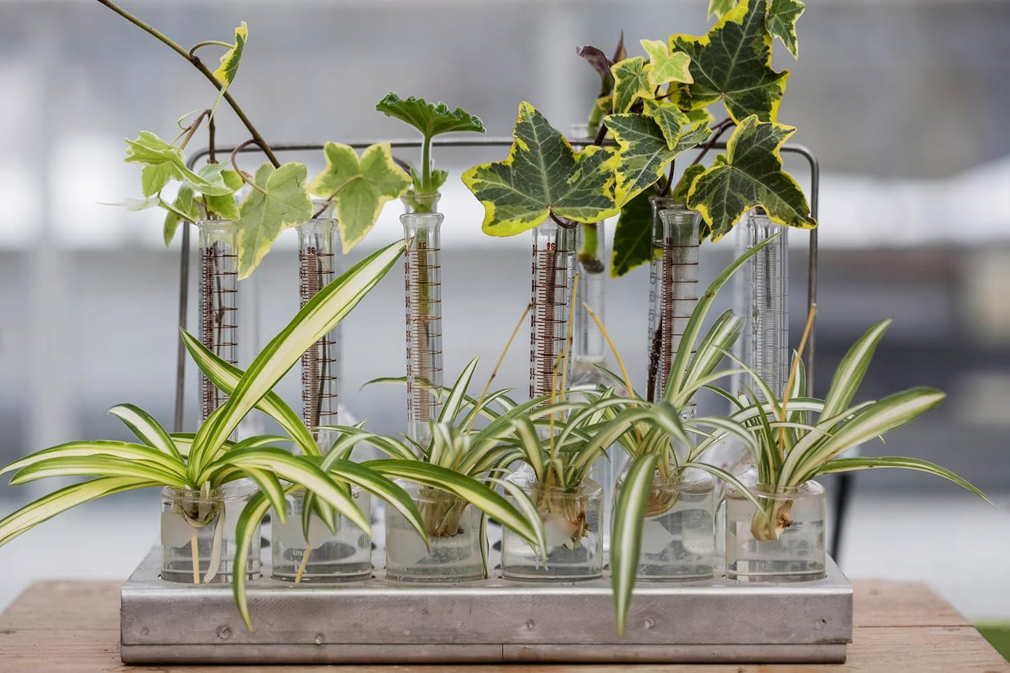 Smoke Camp Crafts - Organic -Spider Plant Trio