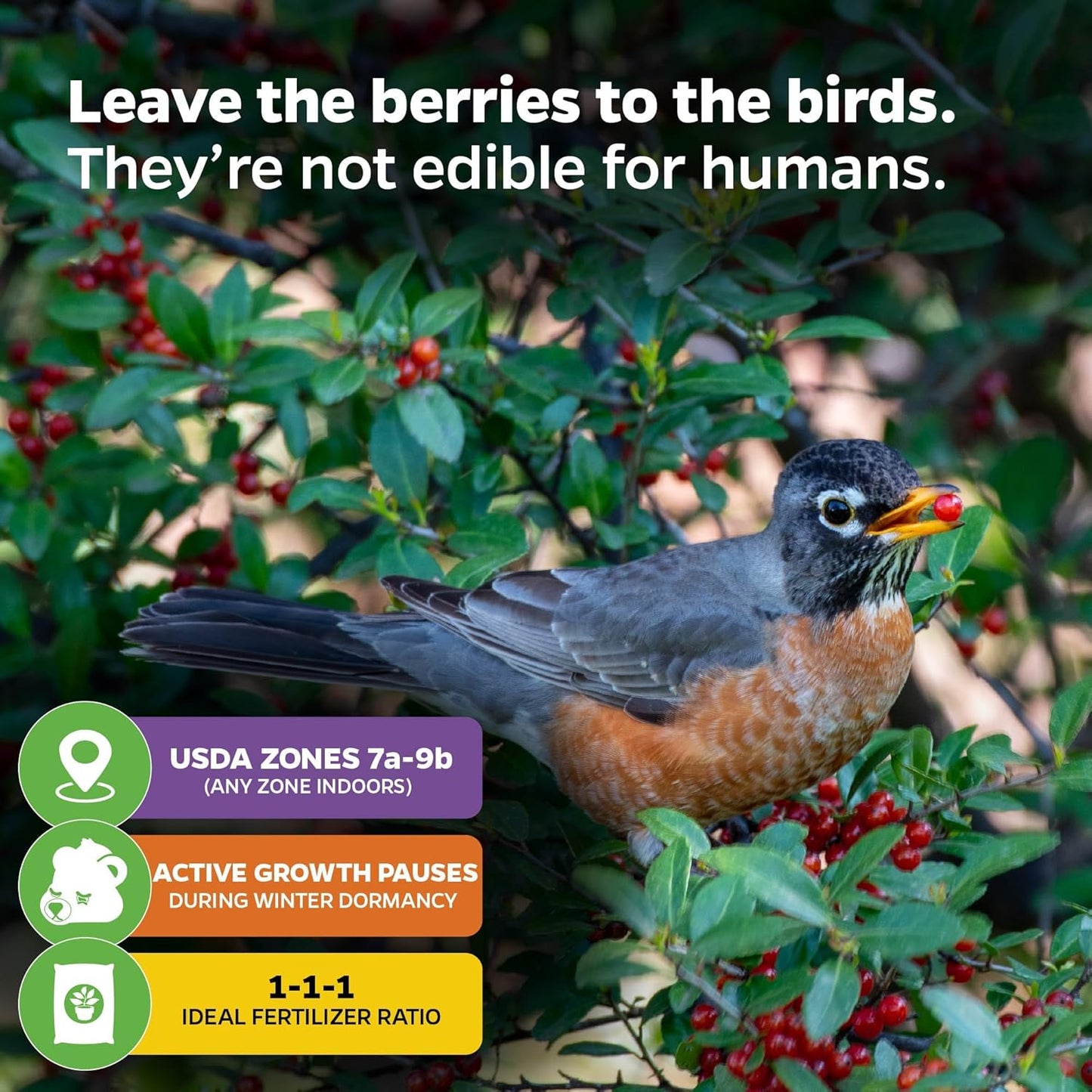 Dwarf Yaupon Holly Live Plant - Ilex by Wellspring Gardens - Caffeinated Tea Starter Plant - Outdoor Shrub Collection Garden and Landscape Decor - Perfect for Landscaping with Dwarf Shrubs and Bushes