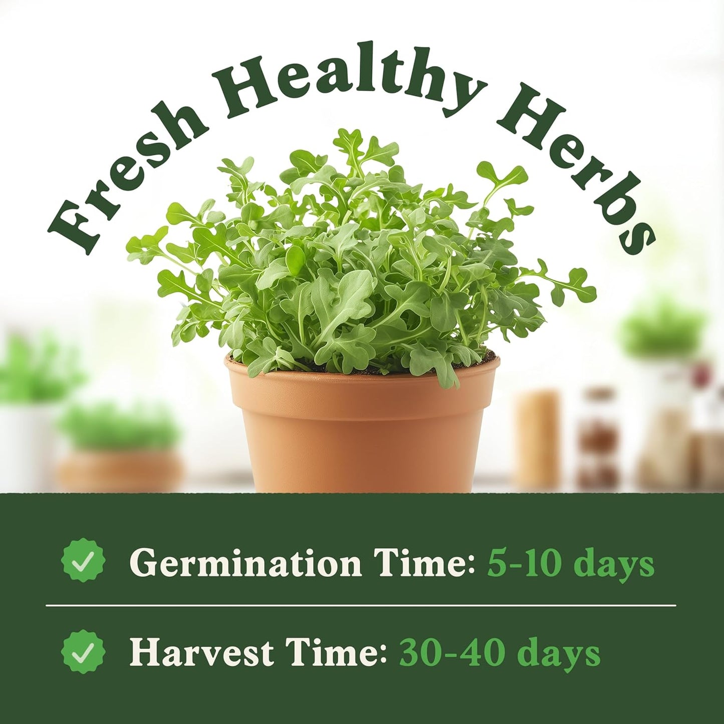 Seedboy Organic Arugula 'Slow Bolt' Seeds for Planting Indoor and Outdoor, Non-GMO and USDA Certified Herb Seed Packet for Hydroponic Garden Indoor or Planting Outdoors (Slow Bolt Arugula)