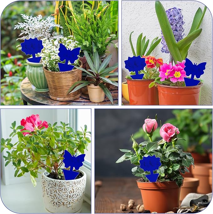 Fruit Fly Traps, 60 Pack Blue Sticky Traps, Fungus Gnat Traps, Plant Fly Stickers for Indoor and Outdoor Use Protect The Plant