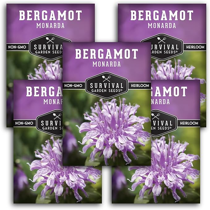 Survival Garden Seeds - Bergamot Herb (Bee Balm) Seed for Planting - 5 Packets with Instructions to Grow Monarda Fistulosa Wildflowers in Your Home Vegetable Garden - Non-GMO Heirloom Variety