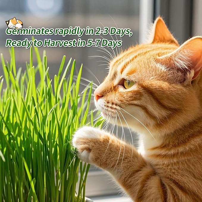 The Environet Cat Grass for Indoor Cats, Cat Grass Kit with Organic Seeds Mix and Hydroponic Sprout Tray, 100% Non-GMO, Hairball Control, Digestion Support, Ideal Gift for Cat Lovers