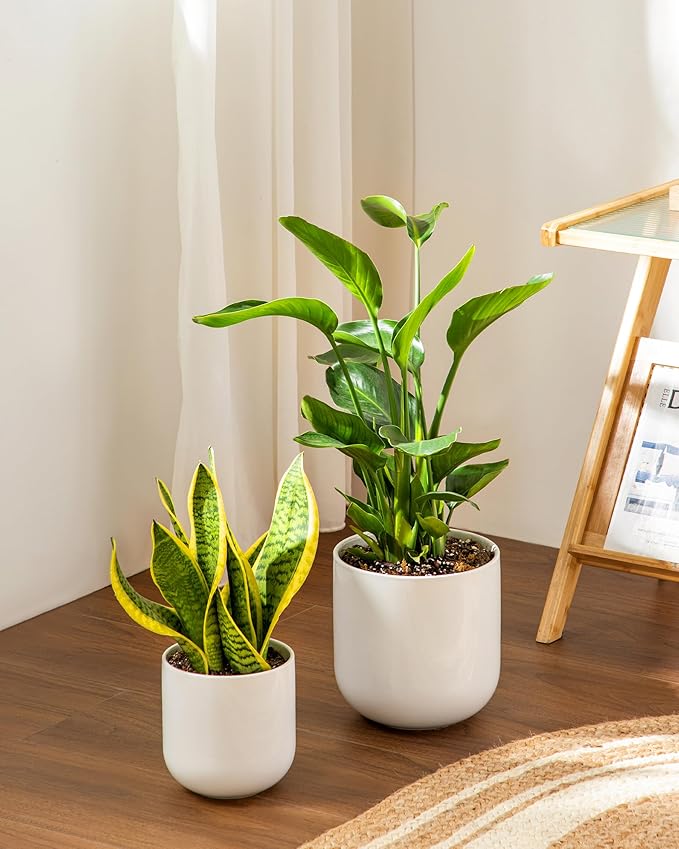 vancasso 8 Inch Ceramic Plant Pots, Planters with Drainage Hole, Flower Pots Planters Pots for Indoor Plants, Modern Indoor Decorative Garden Pot, Home Decor, White