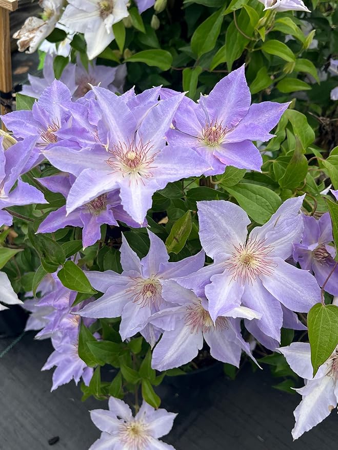 Perennial Farm Clematis Boulevard® Tranquilite™ Hybrid– Live Clematis Vine in 4 Quart Container, Pale Lavender Blooms, Compact Climber, Long Blooming, Ideal for Trellises, Containers & Fences