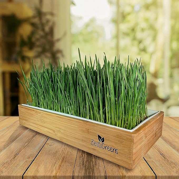 Organic Wheatgrass Growing Kit, Self Watering, with Soilless Grow Mats. The Easy Way to Grow & Juice Healthy Wheat Grass & Make Cat Grass. Bamboo Surround & Black Out Lid. (Organic Wheatgrass Kit)
