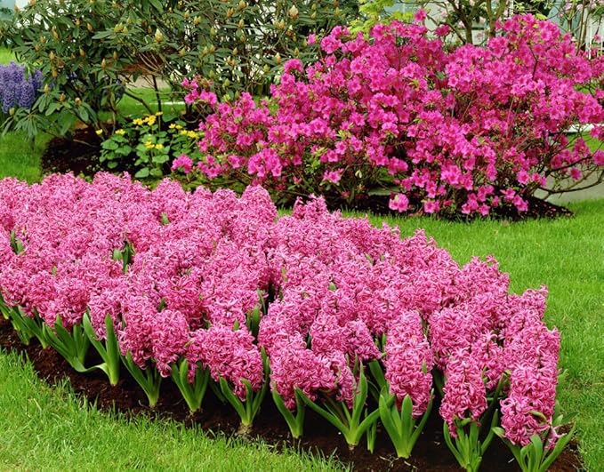 Jan Bos Pink Hyacinth Bulbs - 8 Bulbs