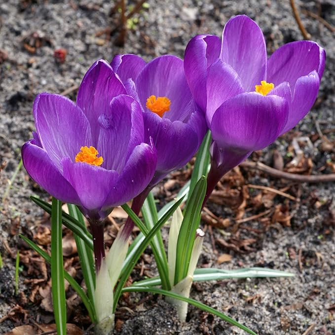 Easy to Grow Crocus Flower Record 20 Plant Bulbs - Violet Purple Flowers in Early Spring, Full Sun Outdoor Zones 3-8