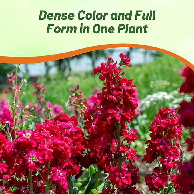 Outsidepride Ten Week Crimson Mattiola Stock Seeds - 2000 Pcs Annual Flower Seeds for Planting with Fragrant Blooms That Attract Pollinators, Compact Growth, for Cut Flower Arrangements & Containers