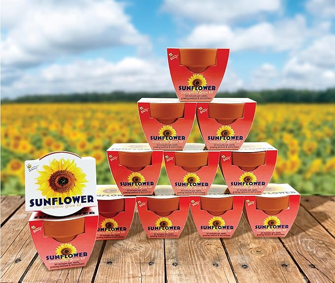 BUZZY Seeds Terracotta Mini Grow Pots | Herb, Plant, Flower Starter Kit for Kids & Adults | Sunflower 12-Pack, Classic Collection | Guaranteed to Grow | Best Indoor-Outdoor Gardening Gift