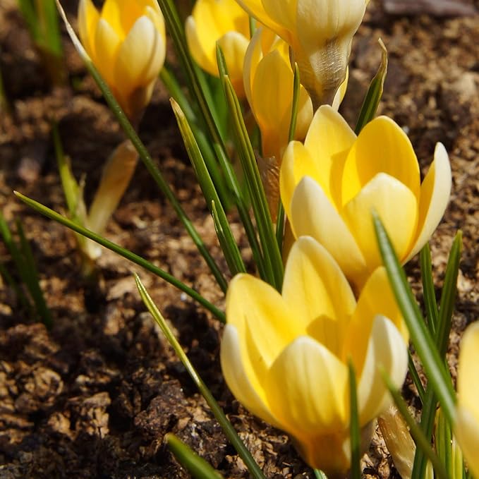 Easy to Grow Crocus 'Cream Beauty' Plant Bulbs (20 Pack) - Fragrant Cream Yellow Flowering Blooms in Spring Gardens