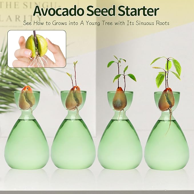 Avocado Vase Avocado Seed Starter Vases Trees Live Plants Growing kit Glass 2pc