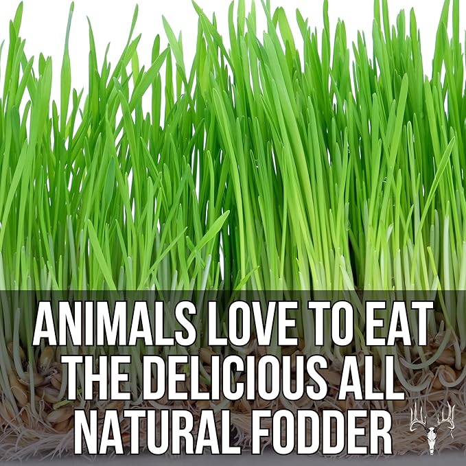 Mother Fodder Blend, 12LB EcoPack, Grain Seeds for Bird Food & Growing Fresh Green Grass Sprouts to Feed Pet Rabbits, Cows, Horse, Chicken, Goat, Sheep, Quail, Dog, Cat, Duck & Tortoise