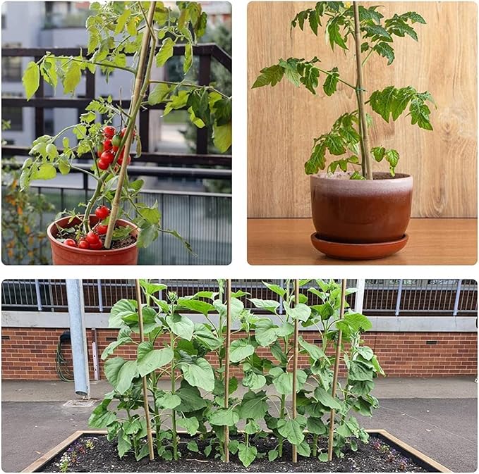 1/2" D 4.75 Feet Bamboo Stakes 50 Pack, Thicker Heavy-Duty Plant Stakes, Natural Garden Stakes for Bean, Tomato, Bean, Flowers,Trees Potted and Climbing Plant Support