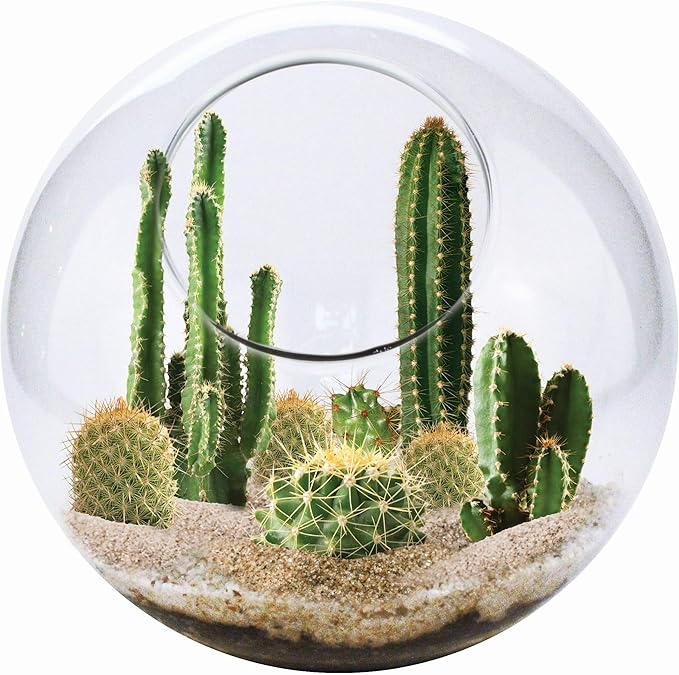 Cactus Succulent Glass Terrarium Starter Kit from Unique Gardener - Grow Your Own Indoor Desert Terrariums - Includes Live Cacti Plants and Easy Setup with Complete Terrarium Supplies