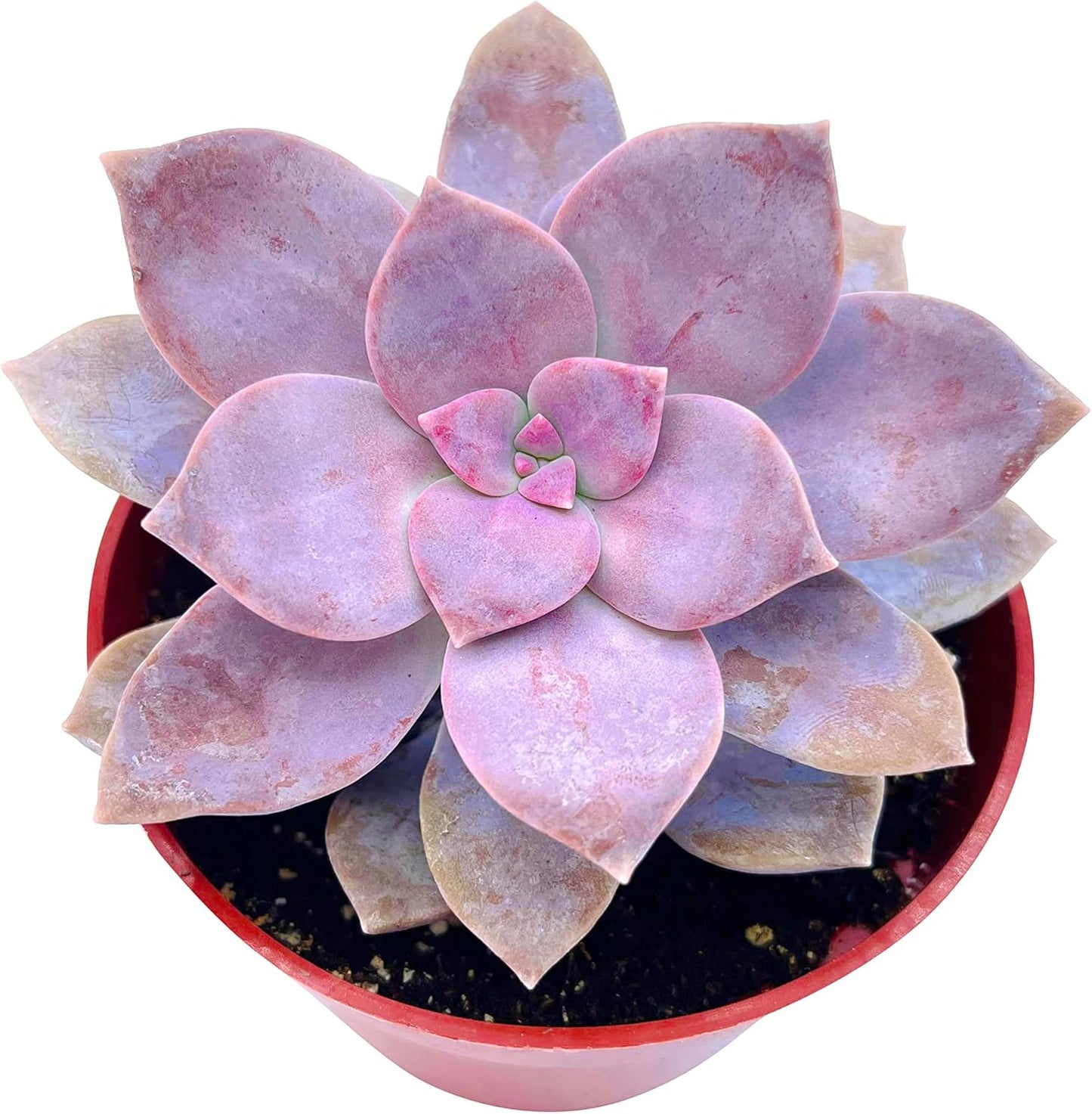 The Succulent Cult Live Succulent 4" Graptopetalum Superbum, Succulents Plants Live, Succulent Plants Fully Rooted, Hanging House Plant for Home Office Decoration, DIY Projects, Party Favor Gift