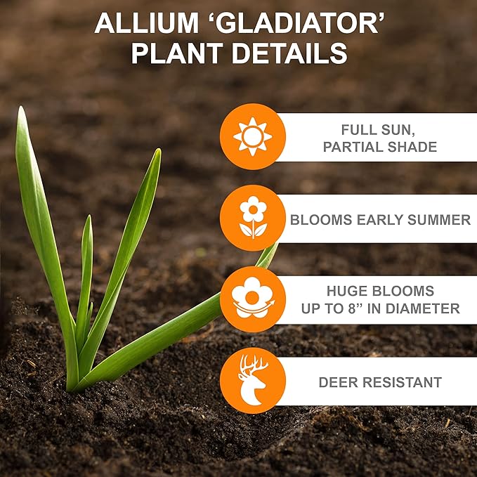 Garden State Bulb Gladiator Allium Flower Bulbs, 18cm, Fall Planting (Bag of 10)
