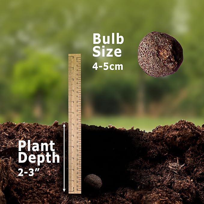 | 20 Mixed Anemone Blanda Bulbs for Fall | Deer-Resistant & Vibrant | Perfect Perennial Garden Flower 4 to 5 cm Bulb Size