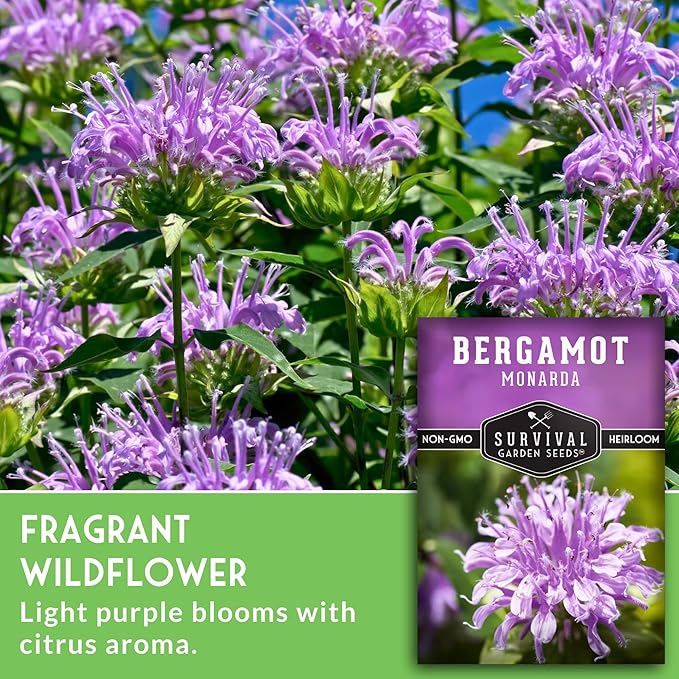Survival Garden Seeds - Bergamot Herb (Bee Balm) Seed for Planting - 2 Packets with Instructions to Grow Monarda Fistulosa Wildflowers in Your Home Vegetable Garden - Non-GMO Heirloom Variety