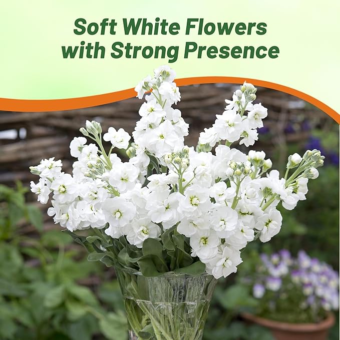 Outsidepride Ten Week White Mattiola Stock Seeds - 1000 Pcs Annual Flower Seeds for Planting with Fragrant Blooms That Attract Pollinators, Compact Growth, for Cut Flower Arrangements & Containers