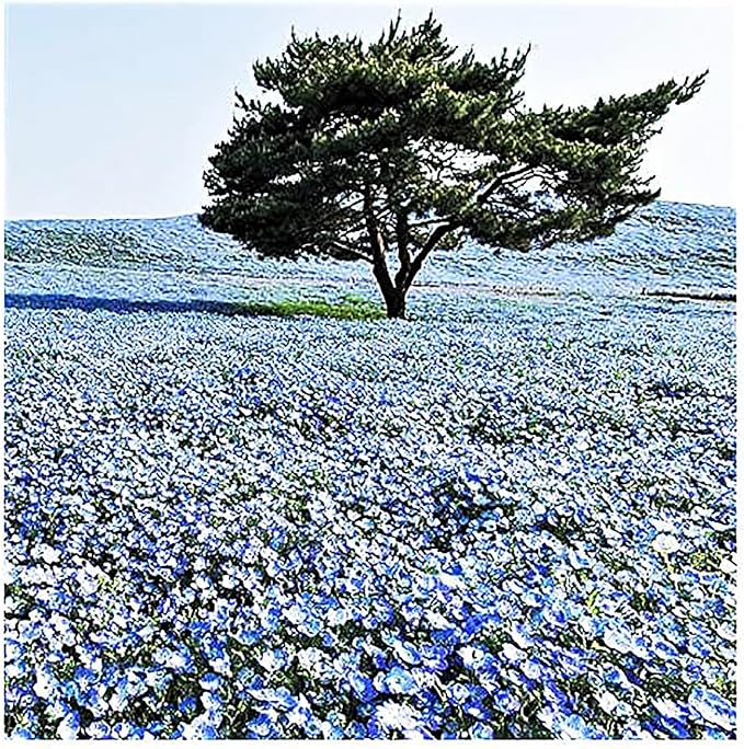 1500 Baby Blue Eyes Wildflower Seeds - California Native Wildflower - Nemophila Menziesii Seeds