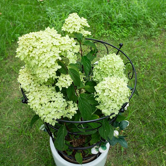 Large Obelisk Trellis Peony Cage 24.6x17 Inches - Premium Metal Plant Support for Outdoor Gardens, Easy Assembly, Sturdy Design, Perfect for Climbing Plants