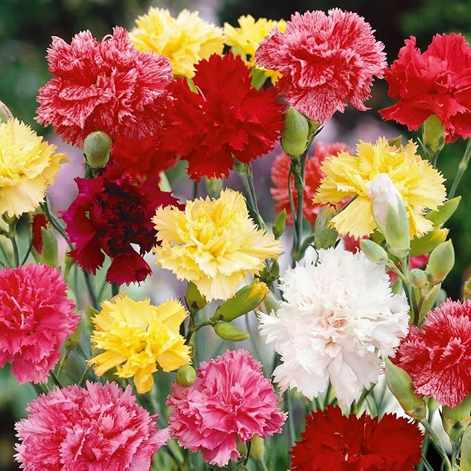 Eden Brothers Carnation Seeds - Grenadin Double Mix