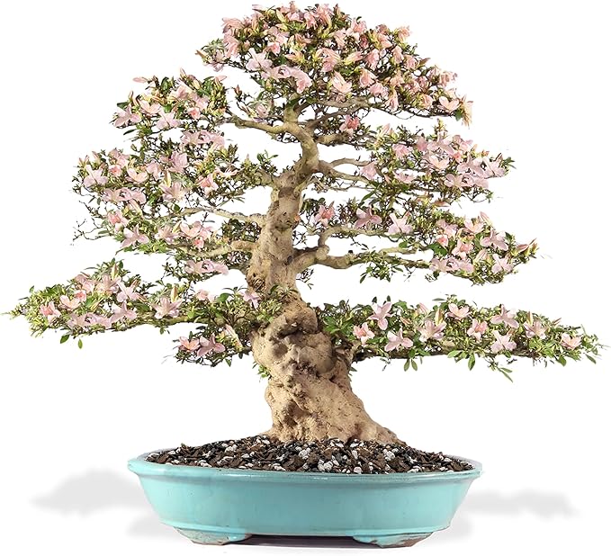 Premium Bonsai Soil All Purpose Fast Draining Mix - 10 Quart - Pumice, Lava, Calcined Clay and Pine Bark Potting Pre Mixed Bonsai Plant Soil Mixture by GARDENERA - Made in USA - (2 Bags of 5QT)