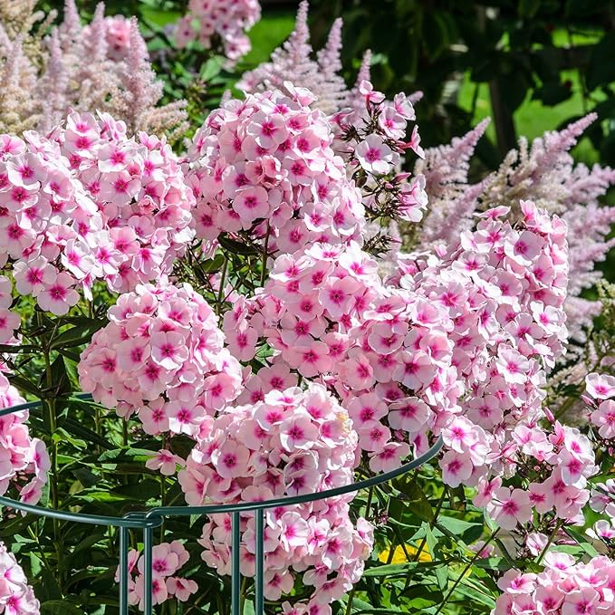 12 Pack Plant Support Stakes, Metal Peonies Cages and Supports, Peony Cage, Plant Support Ring, Garden Plant Support for Ourdoor Plants, Rose, Peony,Tomato, Hydrangea Vine Plant 10" W x 16" H