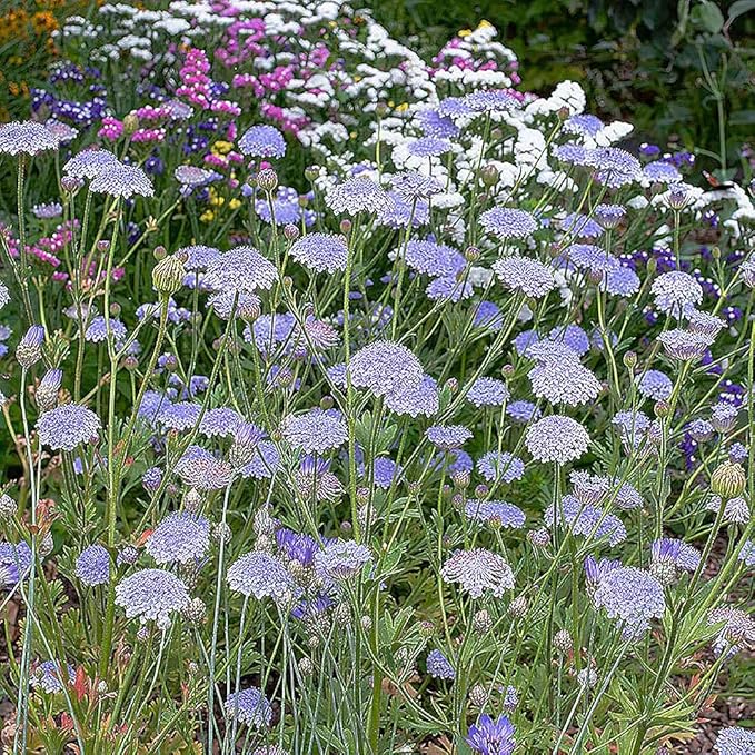 Blue Lace Flower Seeds - 200 Seeds - Didiscus Caeruleus - Similar Annual to Queen Anne's Lace - Ammi Majus