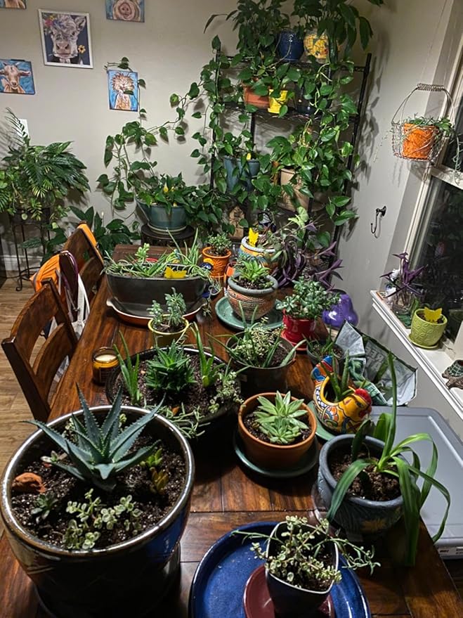 Garsum Fruit Fly Sticky Trap for Indoor and Outdoor, 36 Pack Fungus Gnat Killer for Houseplant,Mosquitos, Flying Insect, White Flies