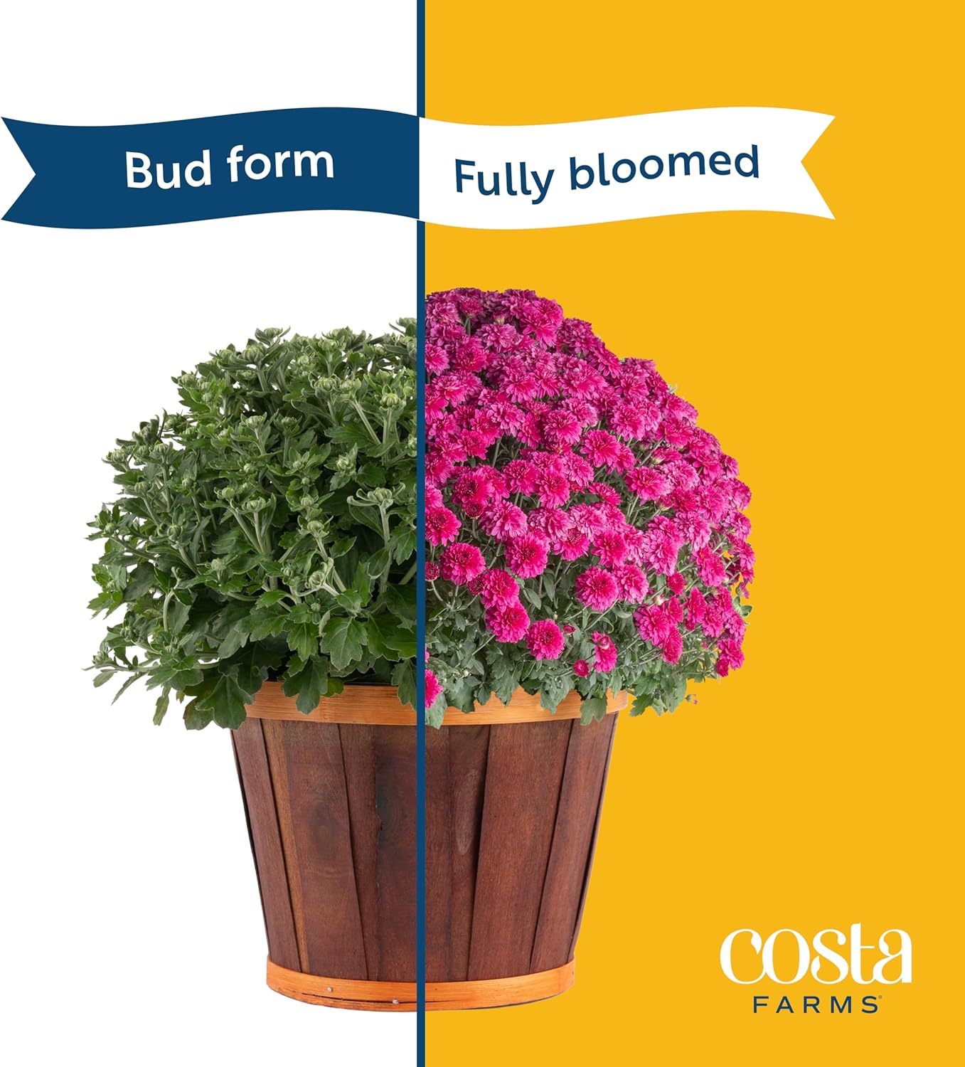 Costa Farms Live Plants – Fall Mums 2-Pack (Purple) in Color Pot | 3 Qt. Seasonal Houseplants & Outdoor Flowers for Porch, Patio, or Garden | Ships in Bud Form for Longer Bloom
