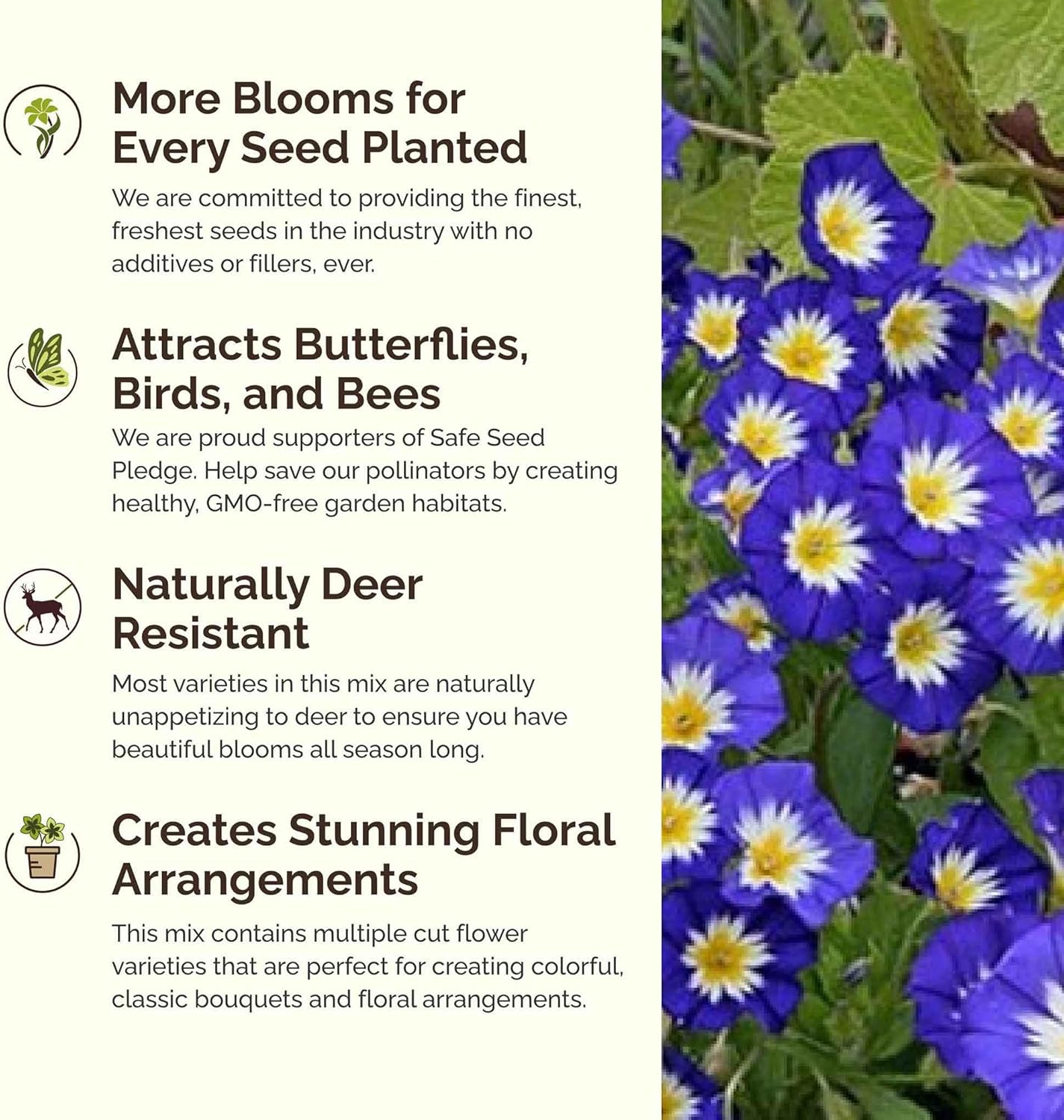 Eden Brothers Blue Ribbon Flower Mixed Seeds for Planting, 1 lb, 480,000+ Seeds with Blue Bell, Cornflower Blue, Chicory | Attracts Pollinators, Plant in Spring or Fall, Zones 3, 4, 5, 6, 7, 8, 9, 10